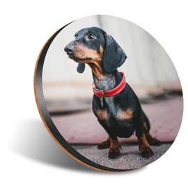 1 x Round Jumbo Size Coaster 12cm Dachshund Dog Black Red Collar Cork Backed MDF Glossy Tea Coffee Accessory #63077