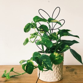 KVZVK 2Pack Indoor Plant Trellis Metal Wire Garden Trellis Small Climbing Leaf Shape Trellis for Garden Potted Plant Houseplant(Blackish Green)