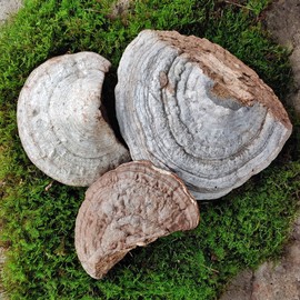 Jiri Mountain Horseshoe Mushroom Wild Horseshoe Mushroom Slices 300g / 지리산 말굽버섯 자연산 야생 말발굽 버섯 절편 300g