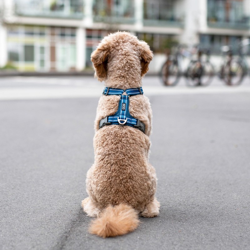 DOG Copenhagen Comfort Walk Air 3.0 Dog Harness - Harness