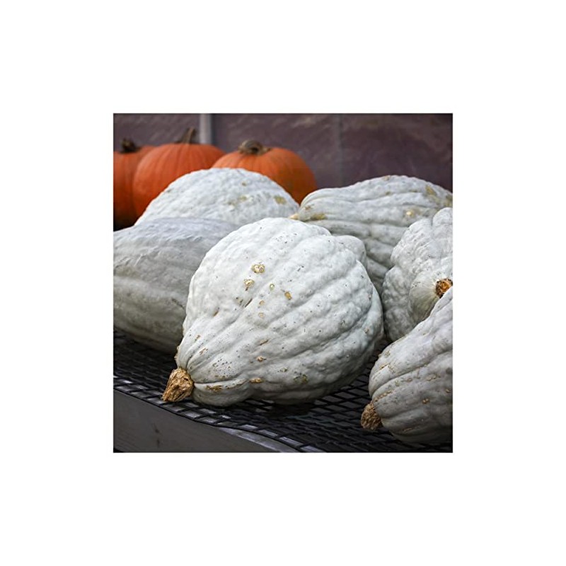 Everwilde Farms - 1 Lb Organic Blue Hubbard Winter Squash