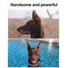 1 Pair Dog Ear Stand Sticker Up Support Tool, Dog