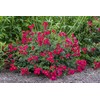 Drift Red Rose, 2 Gal