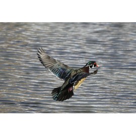 Handmade Flying Waterfowl Taxidermy / Decoy Carving Reference Photo Cd