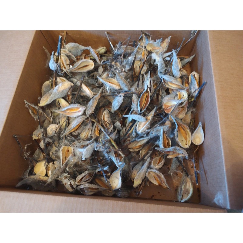 Fresh Milkweed seeds, 1,000 seeds, fresh 2024, from wild grown