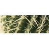 Exo Terra Barrel Cactus Terrarium Plant, Medium