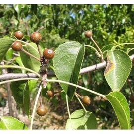 Pyrus betulifolia (Birch-leaved Pear) Tree Seed, Small Elongated Green Leaves, White Flowers, You Choose The Quantity (1 Pack)