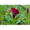 Fresh Cockscomb (Celosia Cristata) Seeds - 100+ per pack mixed