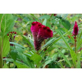 Fresh Cockscomb (Celosia Cristata) Seeds - 100+  per pack mixed sizes Red - ships free