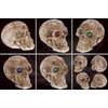 mtb more energy [Set of 3] Decorative Skull "Shaman's Prophecy"