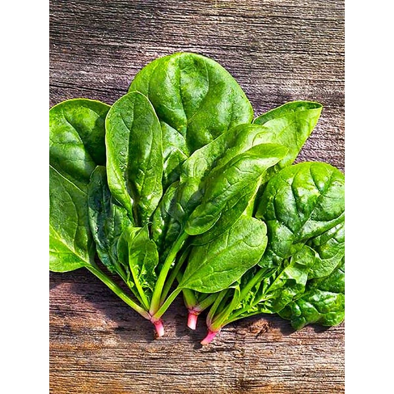 Large Leaved Spinach Matador 100+ Non-GMO Seeds for Planting