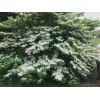 Bush Japanese Snowball Shrub - 6-12" Tall - Live Plant