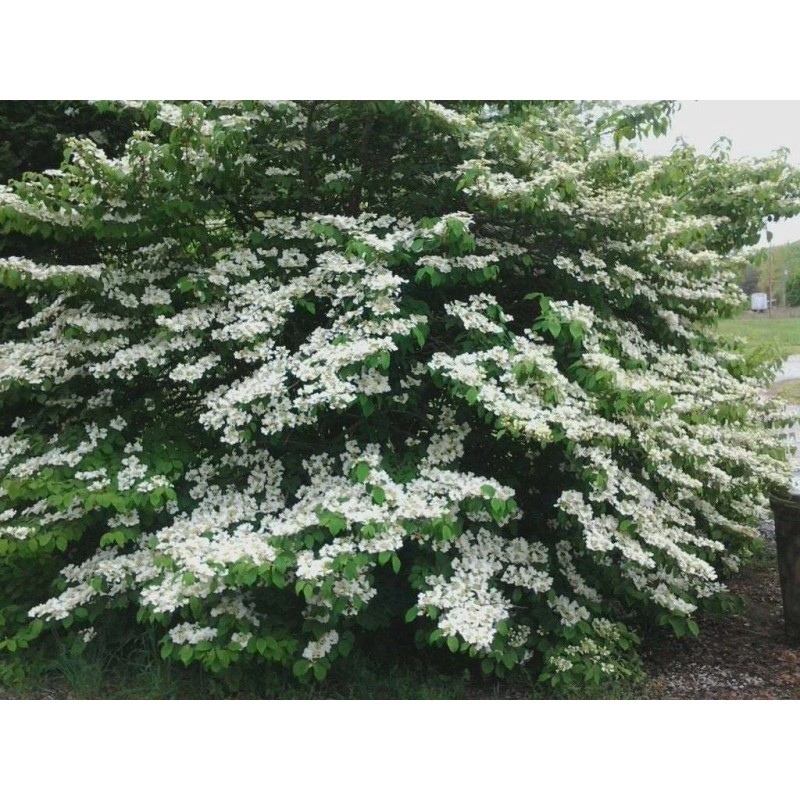Bush Japanese Snowball Shrub - 6-12" Tall - Live Plant