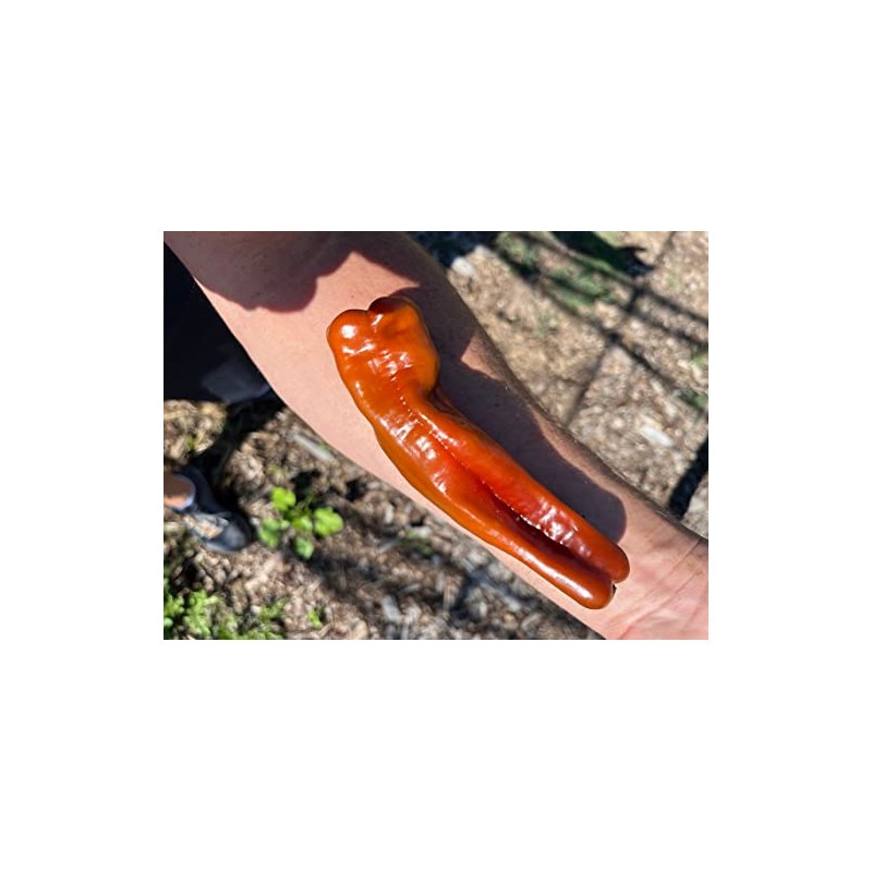 Saraga Giant Sweet Pepper Seeds Heirloom Heritage Breed Premium Seeds