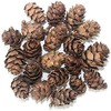 POFET Simulation Pine Cones Pineal Gland Aquarium Terrariums Miniature Garden