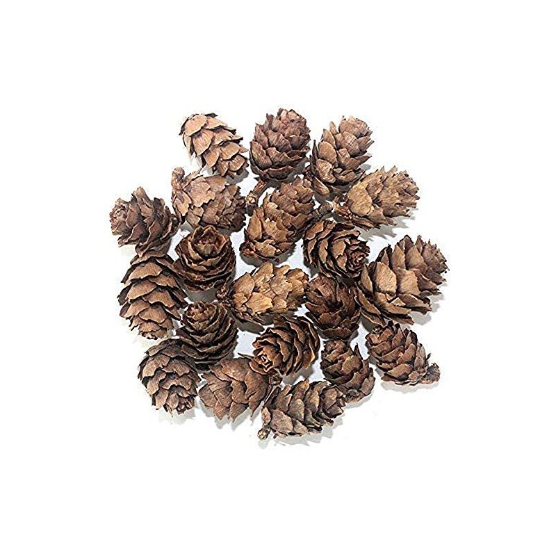 POFET Simulation Pine Cones Pineal Gland Aquarium Terrariums Miniature Garden