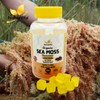 NooraVita Organic Sea Moss Gummies, 1420mg with Bladderwrack and Burdock