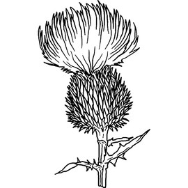 'Thistle' Rubber Stamp - Unmounted Design for Crafting & Scrapbooking, A8 (RS00038911)