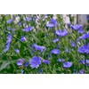 2 lb. Chicory Seed Food Plot Deer Forage Wildlife Seeds