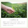 2025 New Tea YaME-CHA Sencha 3.5 oz (100 g) SS-15