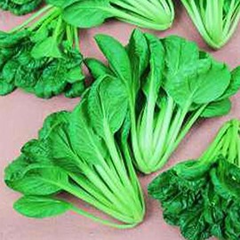 Cabbage Seeds - Pak Choi - Savory Tatsoi - 0.25 Oz ~2500 Seeds - Non-GMO, Heirloom - Asian Garden Vegetable & Microgreens