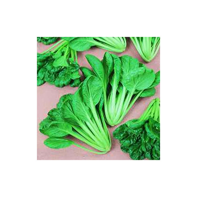 Cabbage Seeds - Pak Choi - Savory Tatsoi - 0.25