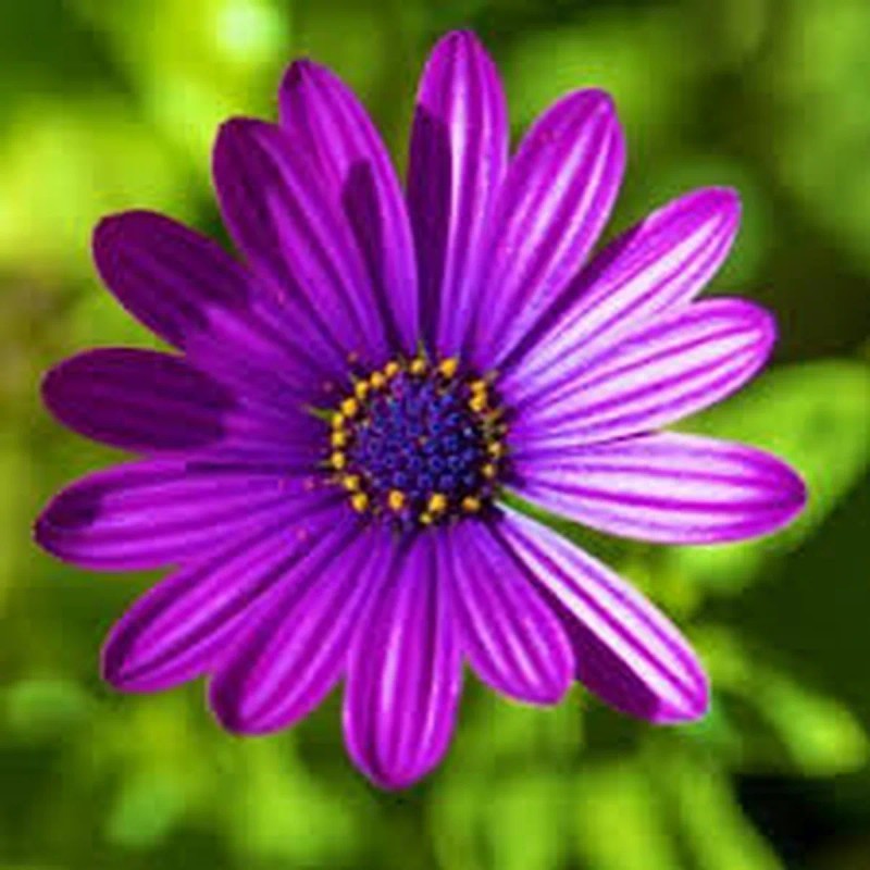 Calndula 50 Cpsulas - Pura Esencia Natural