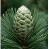 Pinus Eldarica (Afghan Pine) Seeds - Pine Tree Seeds for