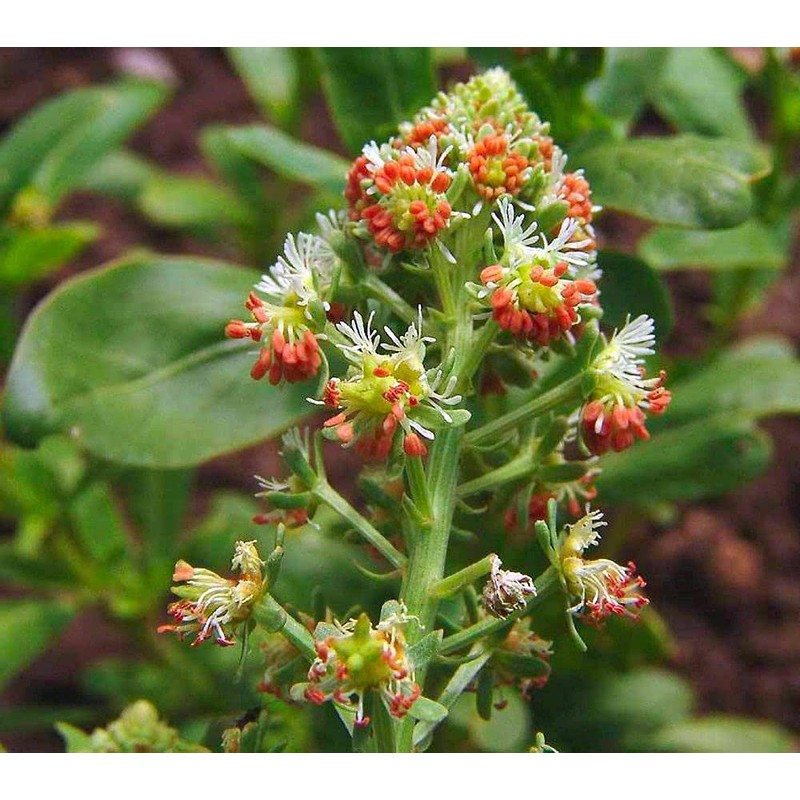 RAISE ME UP: Seeds Garden Mignonette Reseda Non GMO Heirloom