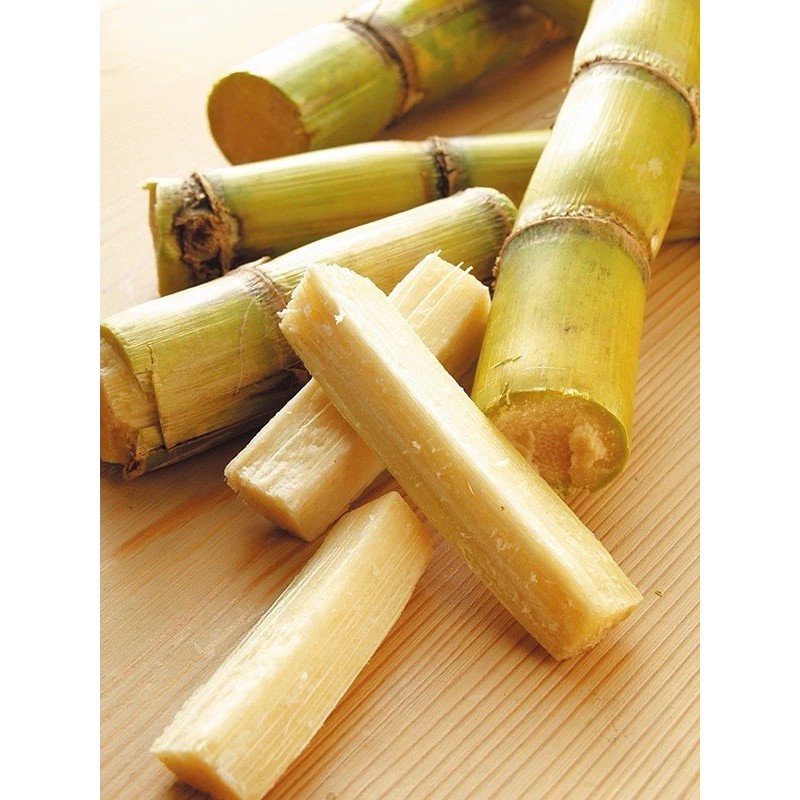 Sugarcane 2 Pcs SugarCane Cuttings Sweet Juicy Ready To Plant