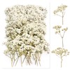 100 pezzi paniculata conservata (bianco) - Fiori secchi piccoli naturali