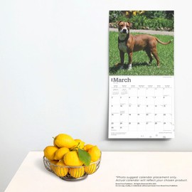 American Pit Bull Terriers | 2025 12 x 24 Inch Monthly Square Wall Calendar | BrownTrout | Animals Dog Breeds