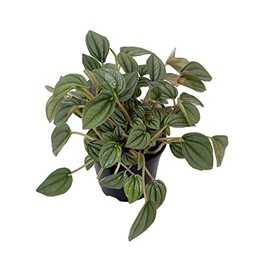 Napoli Nights Peperomia 4" Pot - Easy to Grow Houseplant