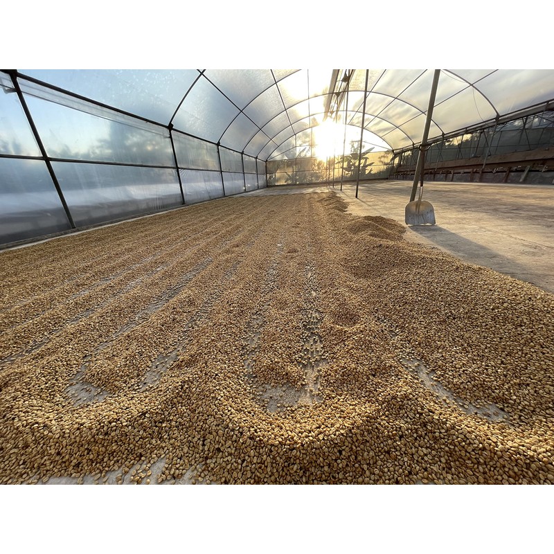 Sloth Life Coffee, Whole Bean Costa Rica, Naranjo Blend, Medium