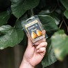 The Candle Daddy Grow A Pear - Spice Pear Scented