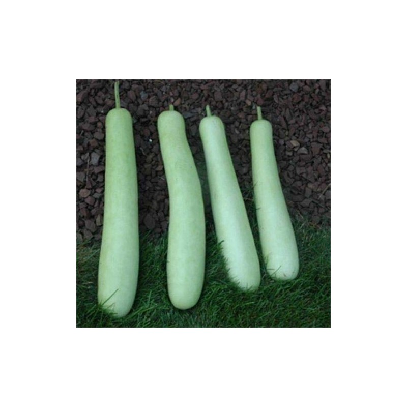 Edịble Long Bottle Gourd SéẹDs/Asian Indian Opo Squash/Dudi/Calabash/Long Melon -