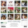 Collies 2026 12" x 12" Wall Calendar