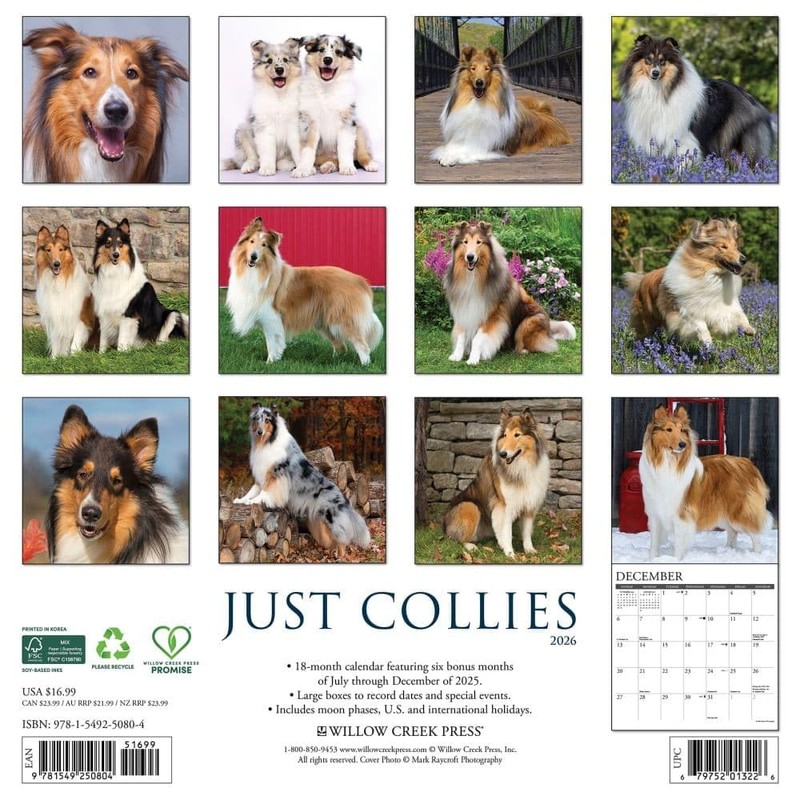 Collies 2026 12" x 12" Wall Calendar