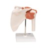 3B Scientific A80 Functional Shoulder Joint - 3B Smart Anatomy