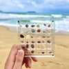 JINYEAH Seashell Display Box with 36+ Shells【Crystal Clear】 Shell Display