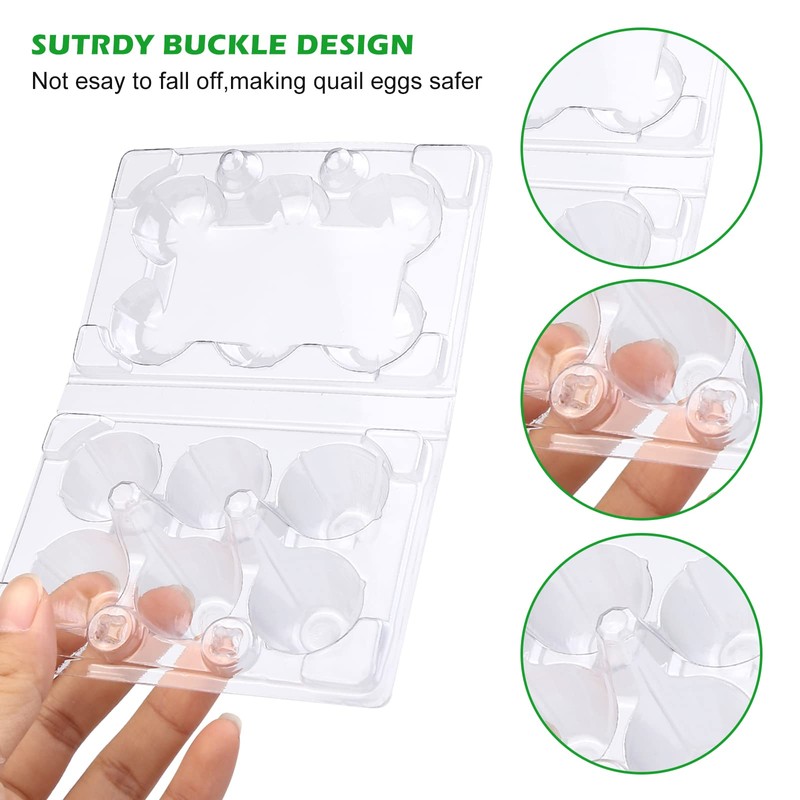 Vegena Quail Egg Boxes - Pack of 50 Quail Egg