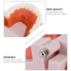 EXCEART Standard Teeth Model Dental Model Teeth Brushing Practice Typodonts