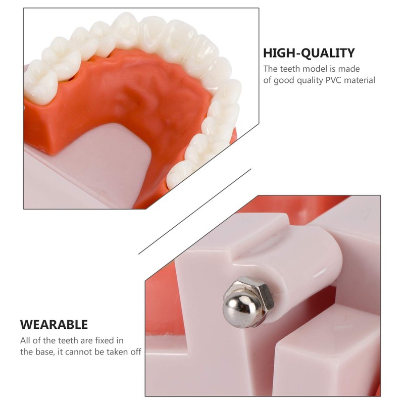 EXCEART Standard Teeth Model Dental Model Teeth Brushing Practice Typodonts