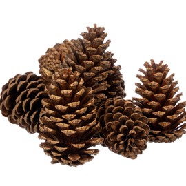 Nautical Crush Trading Cinnamon Pine Cones Scented - 8 Pieces Large 3-5 inches - Cinnamon Pinecones Decor - Rustic Christmas Decor - Pinecones - Pine Cone Ornaments - Pinecones for Crafts