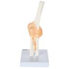 Axis Scientific Flexible Elbow Model, Life-Size Flexible Elbow Joint with