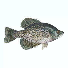 Arlon Black Crappie Sticker, Decal, Bumper Sticker Truck, Fishing, Boat Stickers 2/pk - 1.9” x 3.5” Right & Left Facing