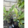 Tree 1 LOQUAT Tree from Seeds ORGANIC -NO POT- 6-8”FREE