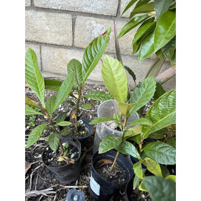 Tree 1 LOQUAT Tree from Seeds ORGANIC -NO POT- 6-8”FREE