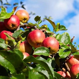 Honeycrisp Apple Tree - 12-18" Tall Live Plant - Juicy, Crisp Apple Fruit Tree - Malus domestica 'Honeycrisp'