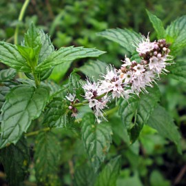 Southeast Seeds Spearmint Herb Seeds, Mentha spicata, NON-GMO, Variety Sizes, FREE SHIPPING - 5000 Seeds or 1/2 Gram